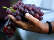 trumps-anti-immigration-stance-could-result-in-a-60-billion-food-shortage