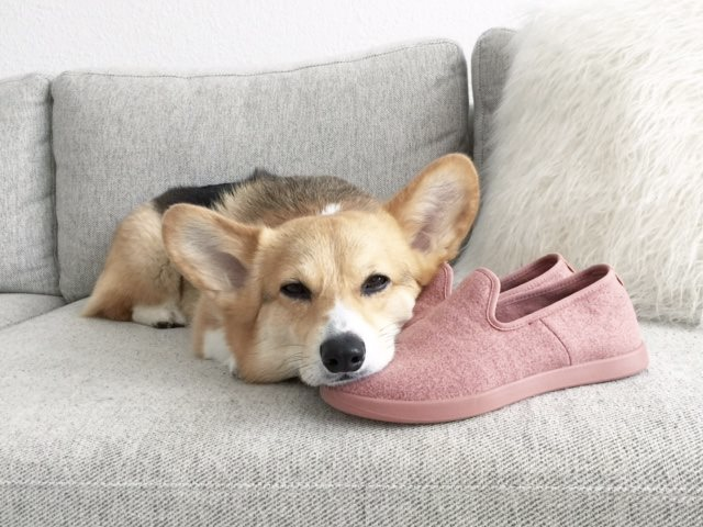 犬に枕にされた靴