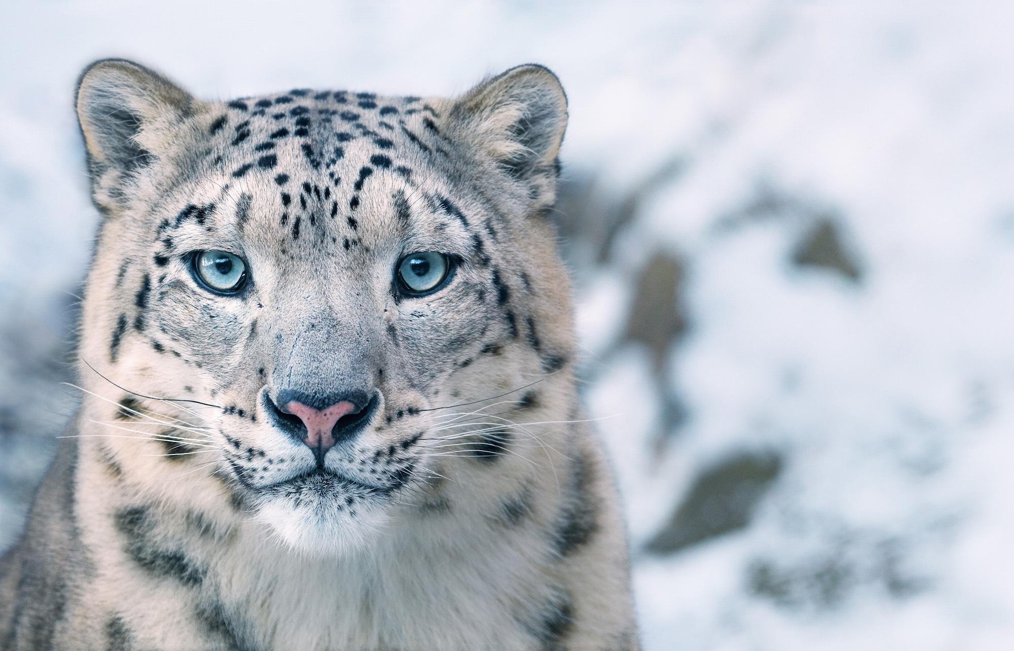 絶滅寸前の動物が見せる「表情」を捉えた、12枚の美しすぎる写真