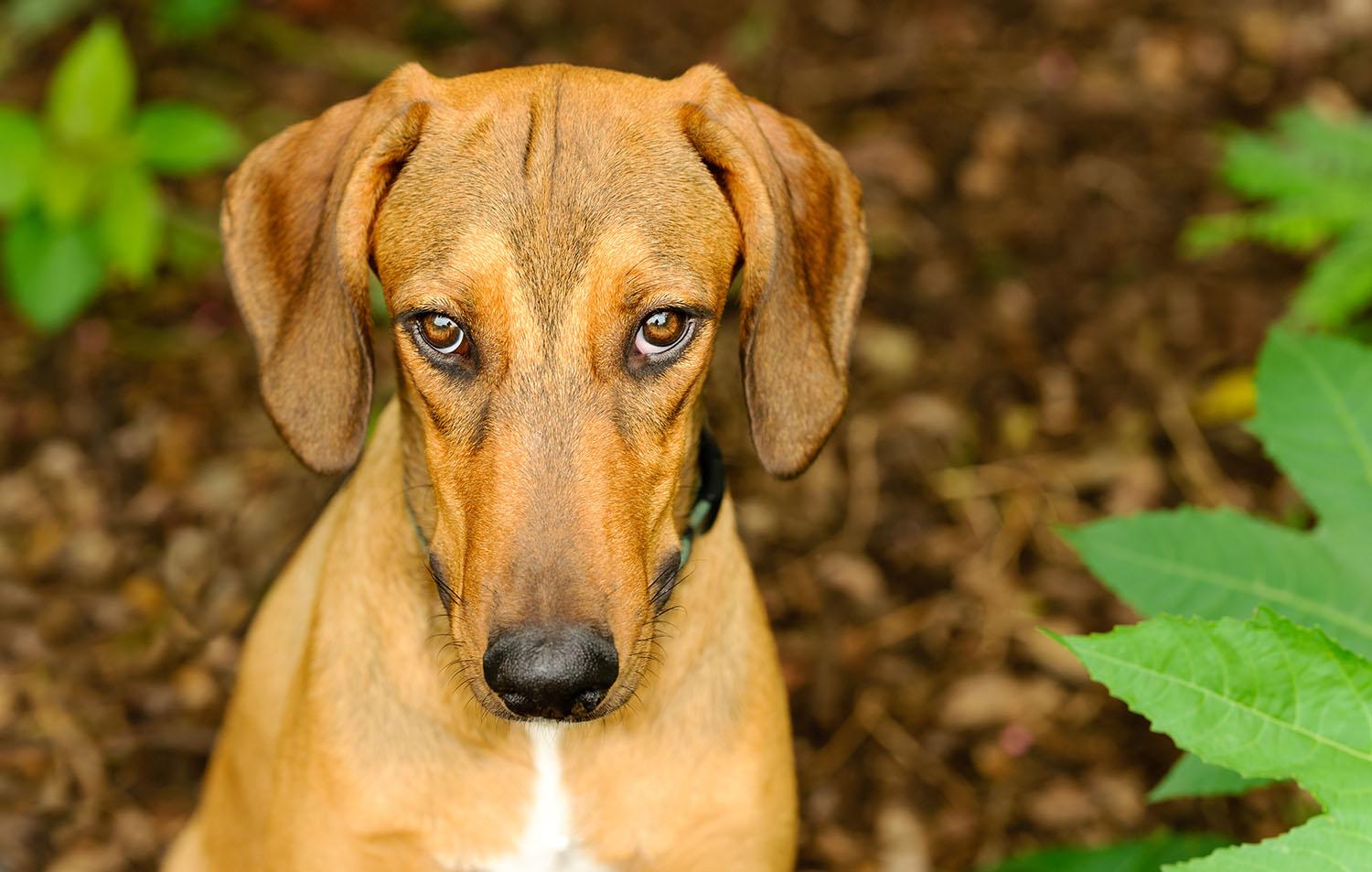 犬の「ごめんなさい」という表情は、ごめんなさいではない? | Business 新作☆ 犬推しの女 様 ひざ丈ワンピース