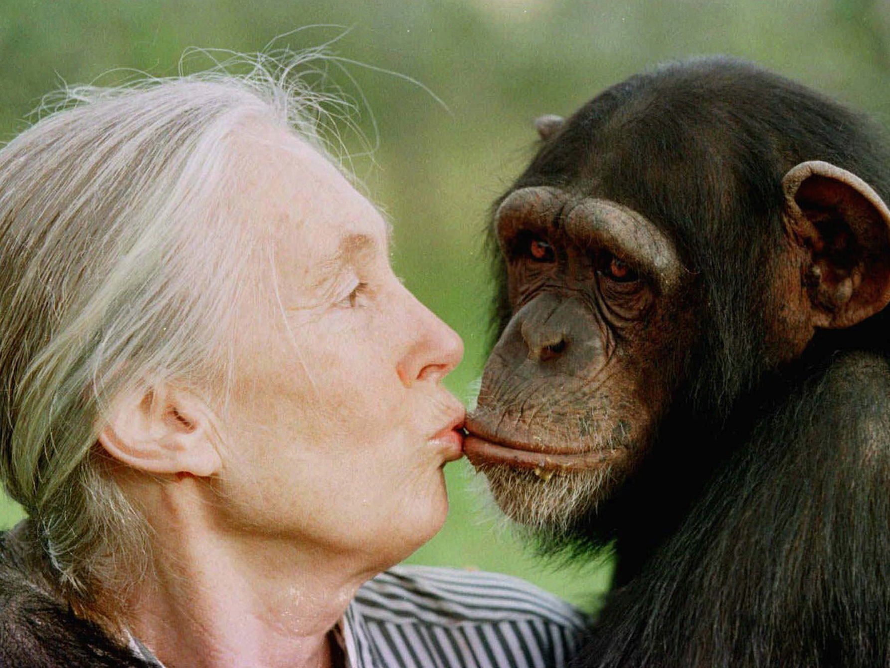チンパンジーとキスする女性