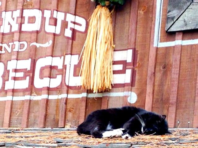 ディズニーランドには なぜ野良猫が住んでいるのか Business Insider Japan ディズニーランドには なぜ野良猫が住んでいるのか Business Insider Japan