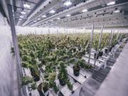 医療用大麻を製造するカナダのキャノピー・グロースは、ニューヨーク証券取引所への上場を申請した。