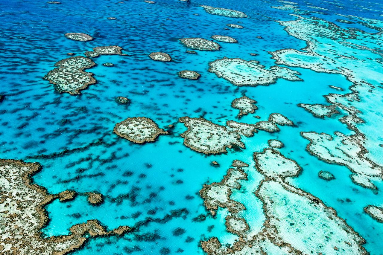 グレートバリアリーフは、世界で最も生物多様性の高い場所の一つ