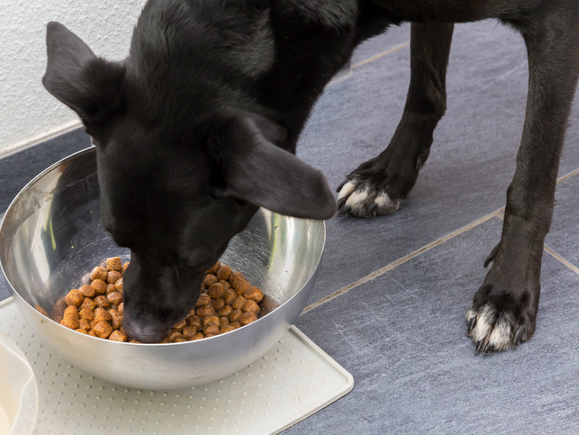 食事中の犬