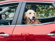 車の中の犬