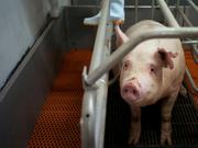 中国の養豚ビルで飼育されている豚