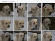 犬