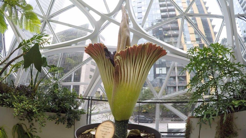 幸運をもたらす美しい植物、アダムの肋骨 押し花アート写真集『flora』- 多田明日香が美しい花々の世界で彩る