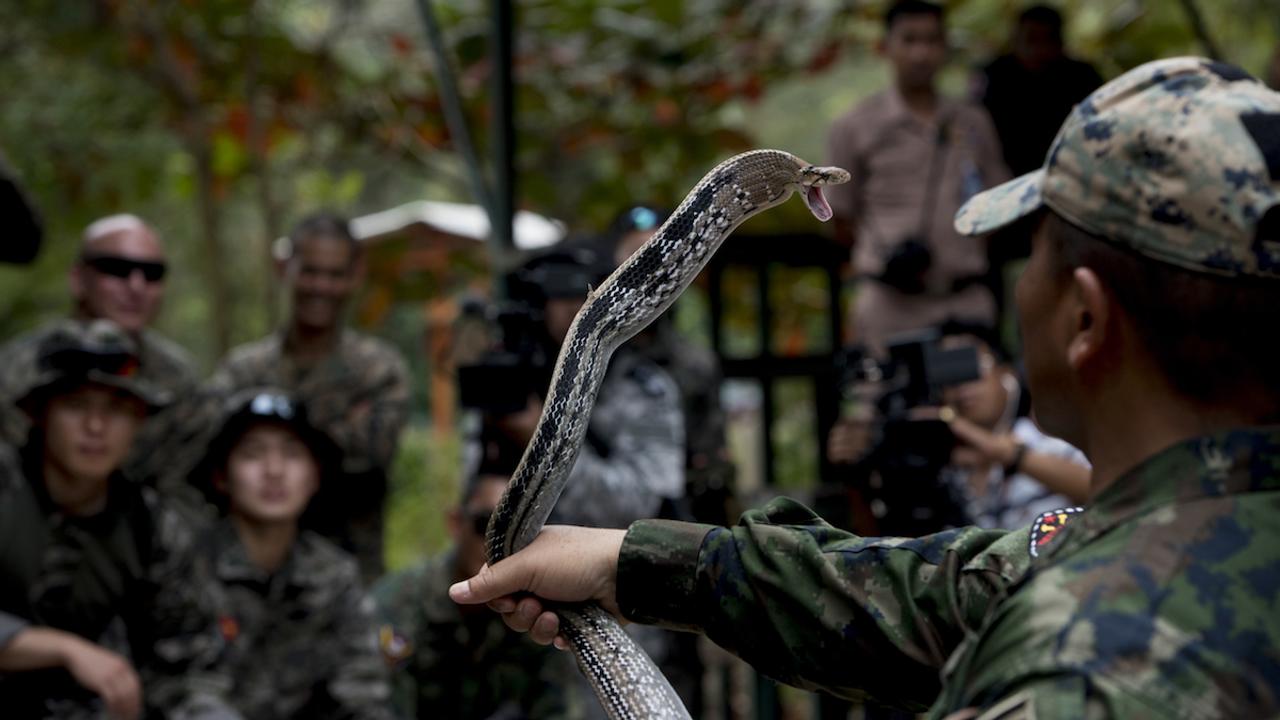 ジャングル・サバイバル・トレーニングでコブラをつかむタイ王国海兵隊員。