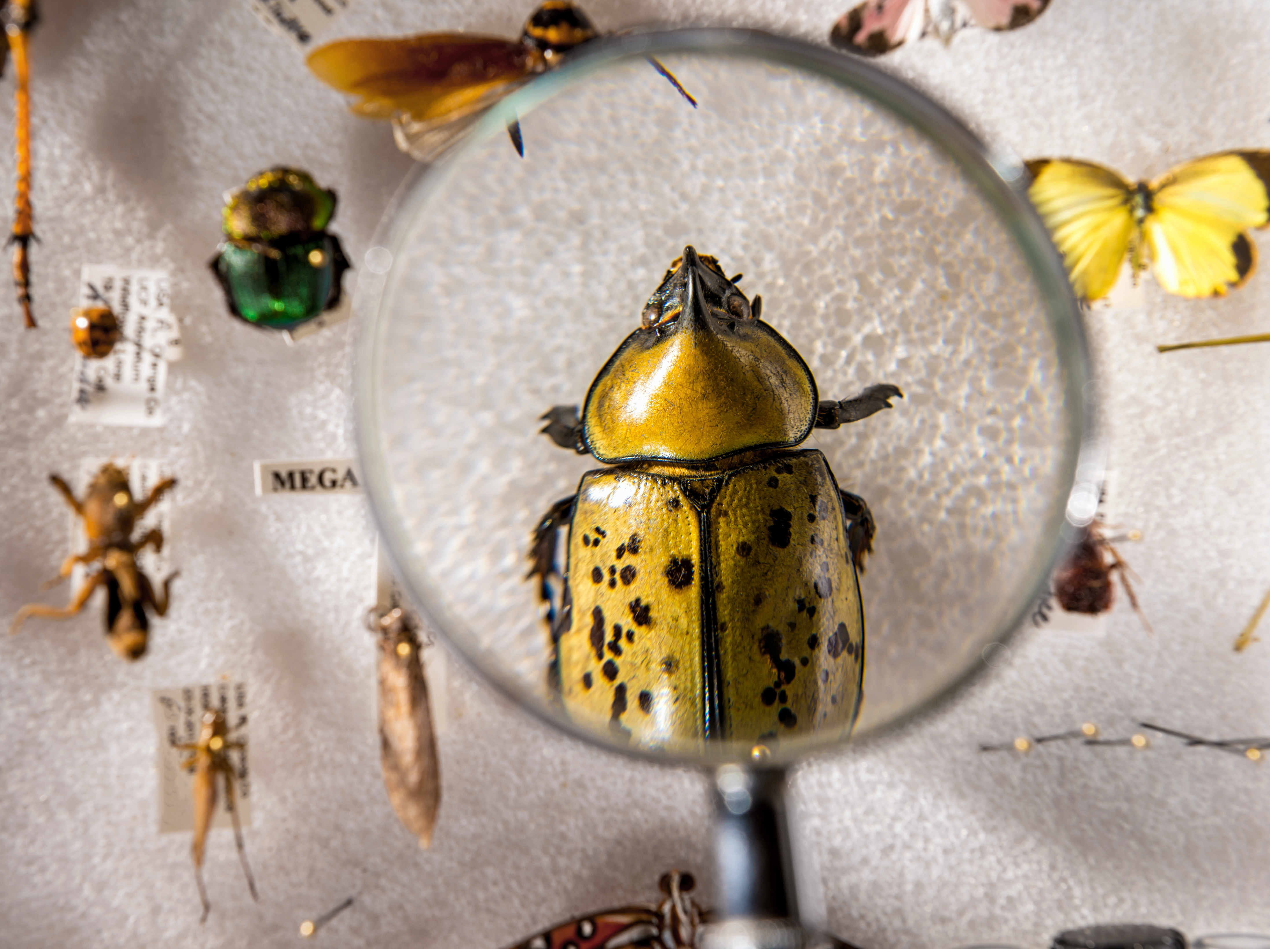 最新の研究によると、地球の昆虫種の41％が危機に直面している。