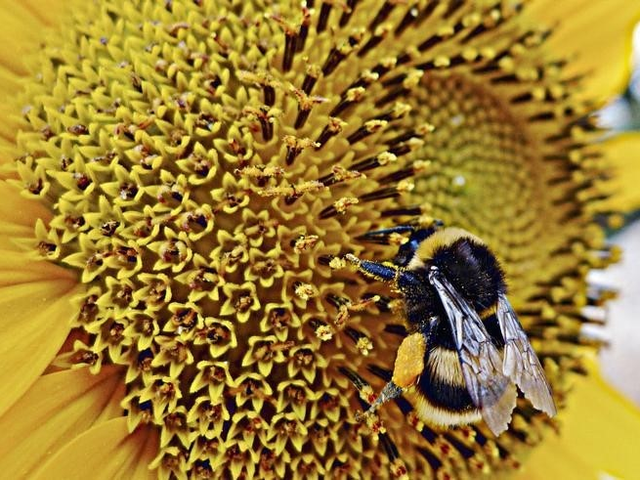 ミツバチがいなくなると世界はこうなる Business Insider Japan