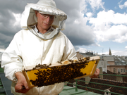 オーストリア、ウィーンの連邦首相府の屋上でハチの巣をチェック。2012年7月6日。