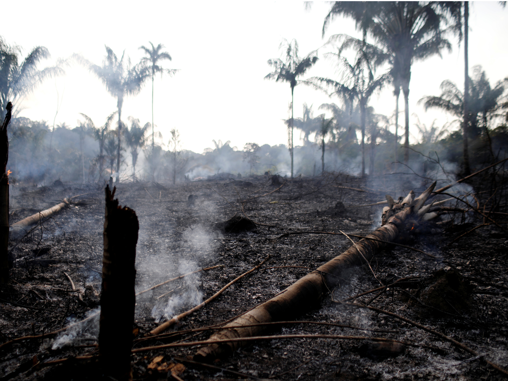 アマゾンの熱帯雨林が記録的な速さで燃えている。2018年には約4万回の火災が発生したが、2019年はすでに7万4000回以上発生している。