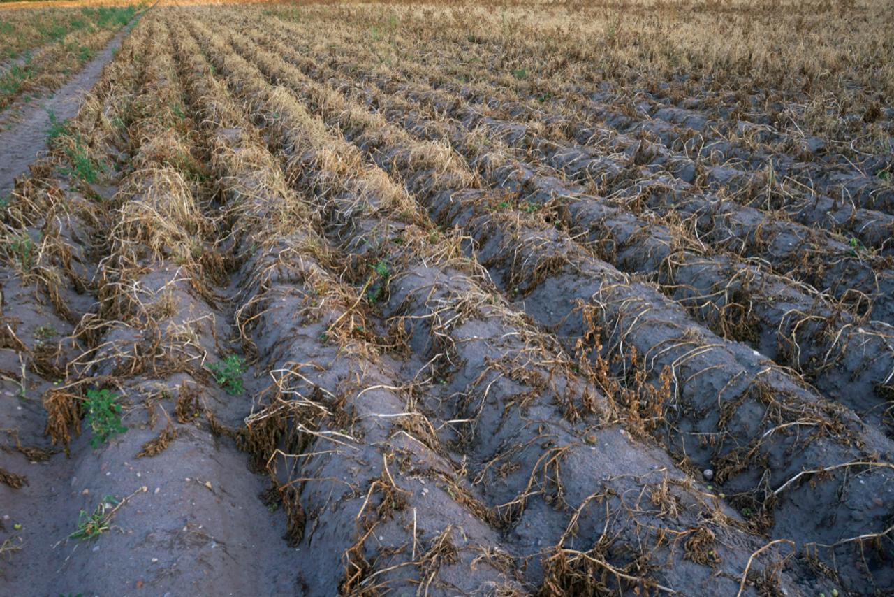 ドイツのジャガイモ畑の干ばつ