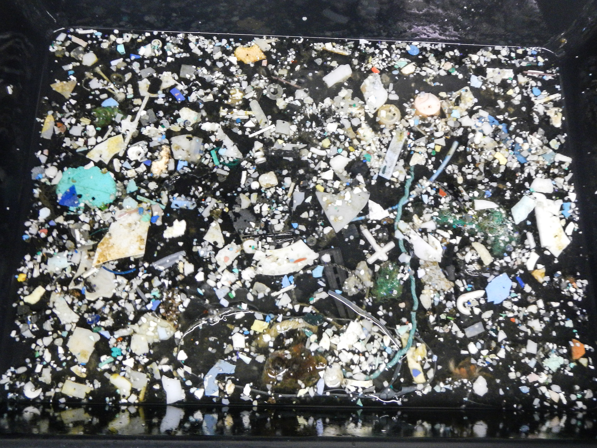 多くのプラスチックが海洋に投棄されている。