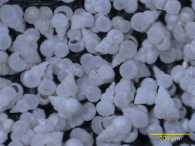 一瞬 で海が酸性化 小惑星は海洋生物も絶滅に追い込んだ Business Insider Japan