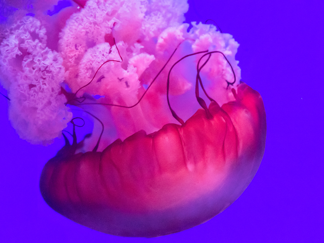 11月3日は 世界クラゲデー 25枚の写真で見る 美しく危険なクラゲの世界 Business Insider Japan