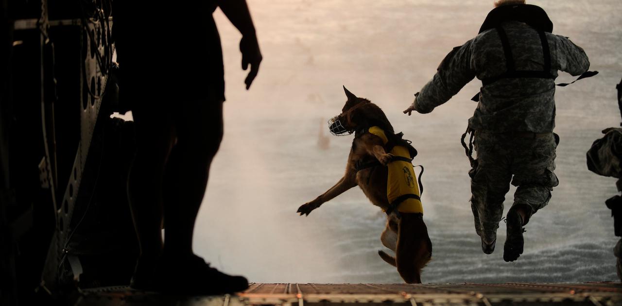 写真で見る、軍事作戦でさまざまな役割を果たす犬たち | Business