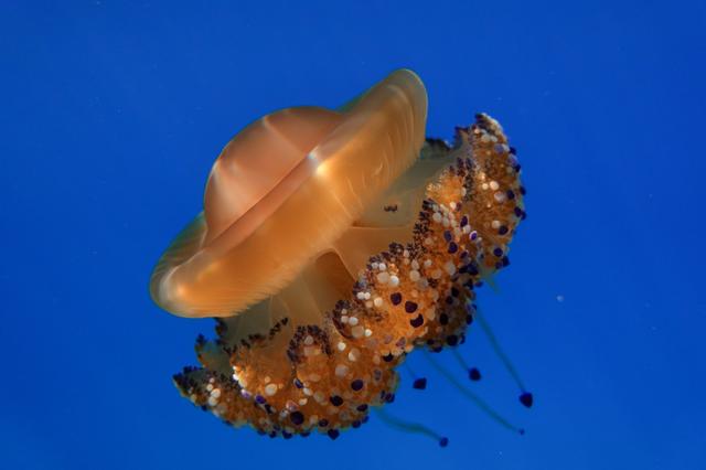 大量絶滅期にある海洋生物の中でクラゲは増殖中 写真で見るその生態 Business Insider Japan