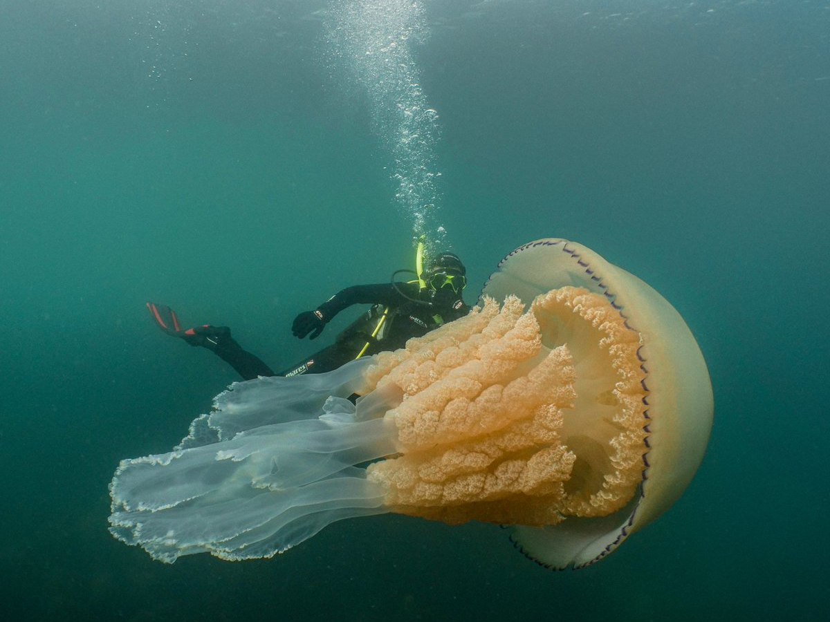 生物学者で野生生物のテレビ番組の司会も務めるリジー・デイリー氏が、コクカイビゼンクラゲの隣で泳ぐ。2019年7月。