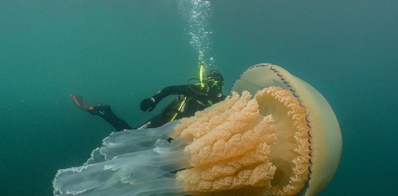 大量絶滅期にある海洋生物の中でクラゲは増殖中 写真で見るその生態 Business Insider Japan 大量絶滅期にある海洋生物の中でクラゲは増殖中 写真で見るその生態 Business Insider Japan