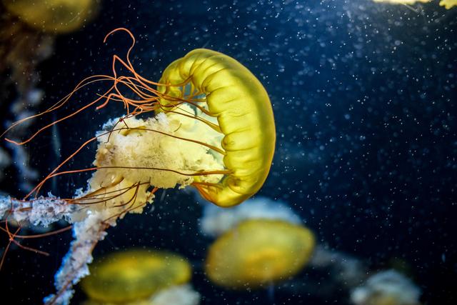 大量絶滅期にある海洋生物の中でクラゲは増殖中 写真で見るその生態 Business Insider Japan