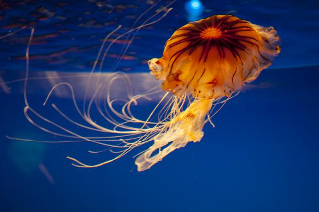 大量絶滅期にある海洋生物の中でクラゲは増殖中 写真で見るその生態 Business Insider Japan