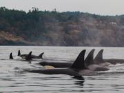 シャチはアメリカのワシントン州やカナダのブリティッシュコロンビア州の海岸沖に生息する。