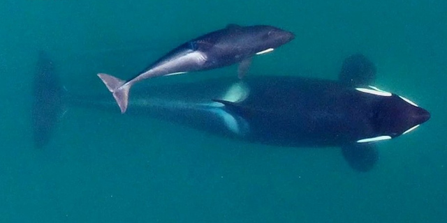 シャチにもあった おばあさん効果 長生きすることで 孫の生存率を高めている Business Insider Japan