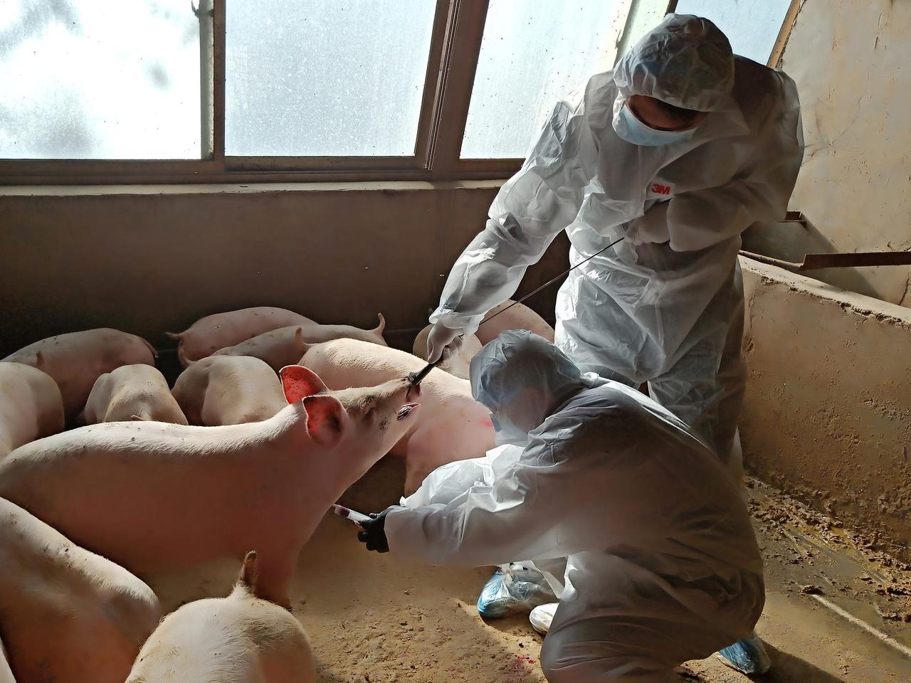 畜産関係者が豚に注射して血液サンプルを採取しているところ。中国の養豚場ではアフリカ豚コレラが発生し、豚肉の生産量が3分の1近くに減少した。
