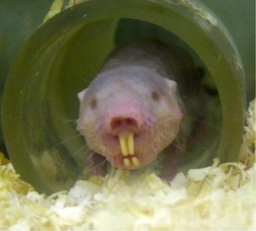ハダカデバネズミはワーカホリック、その驚異の生態……30年生き、高度な