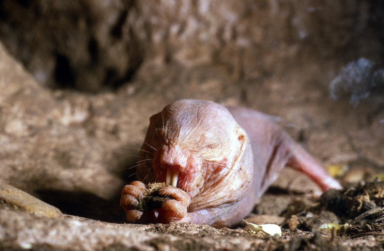 セール 口が靴のような生物