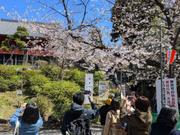上野の桜