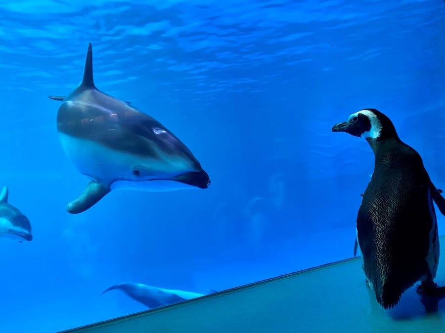 シロイルカも興味津々！営業休止中の水族館で、館内を歩き回るペンギン