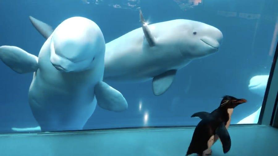 シロイルカも興味津々！営業休止中の水族館で、館内を歩き回るペンギン