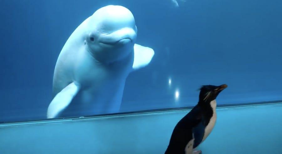 シロイルカも興味津々！営業休止中の水族館で、館内を歩き回るペンギン