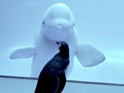 ペンギンとシロイルカ