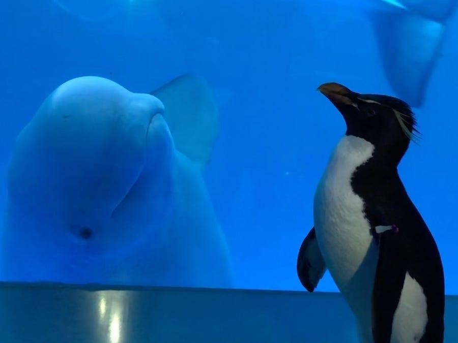 シロイルカも興味津々！営業休止中の水族館で、館内を歩き回るペンギン