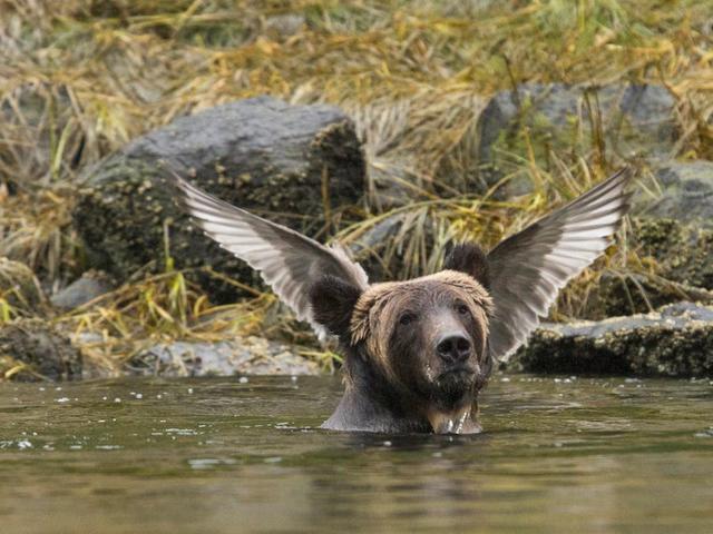 完璧なタイミングで撮影された、おもしろ過ぎる動物たちの姿 30 | Business Insider Japan