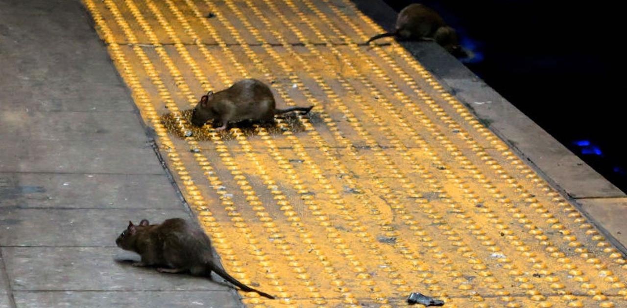 レストランで食料を調達できないから アメリカではおなかをすかせたネズミが凶暴化している Business Insider Japan