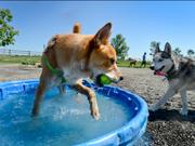 ビニールプールで遊ぶ犬たち