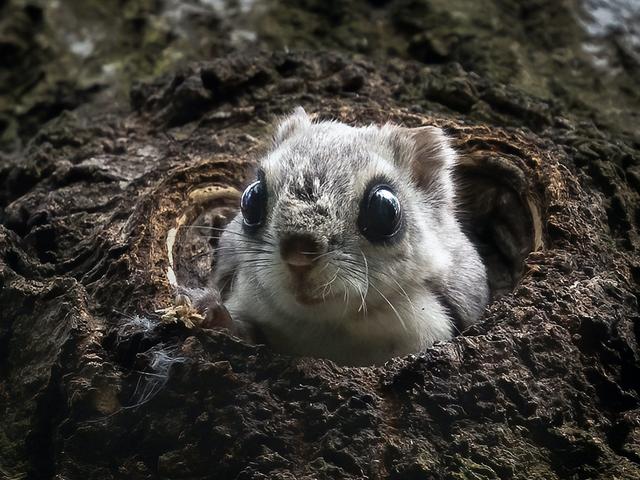 キツネ カワウソ 鳥 カメラマンが捉えた 31枚のかわいらしい野生動物の子どもたち Business Insider Japan