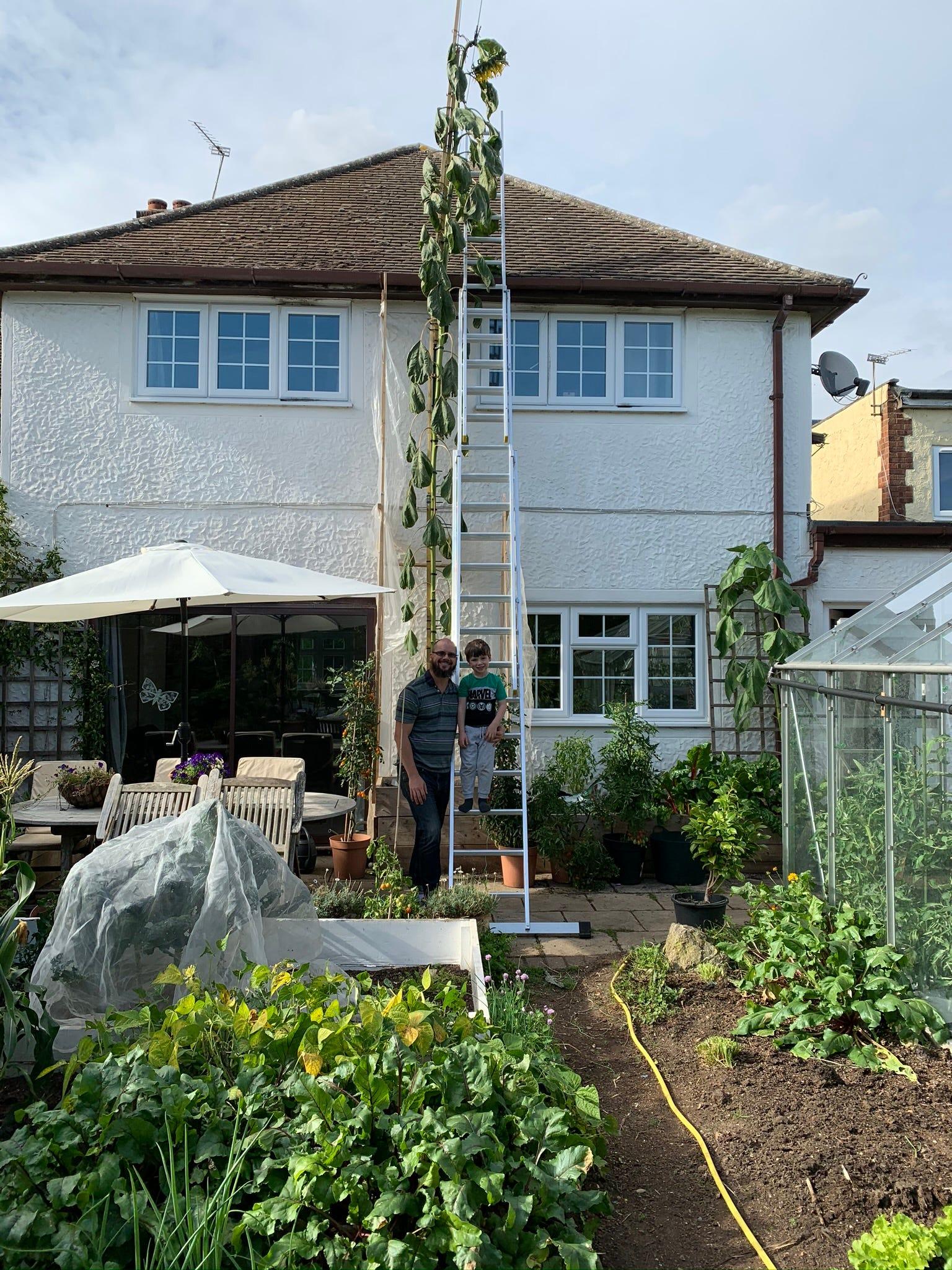 息子の願いを叶えたい！ ひまわりを2階建ての家よりも高く育てた父親が