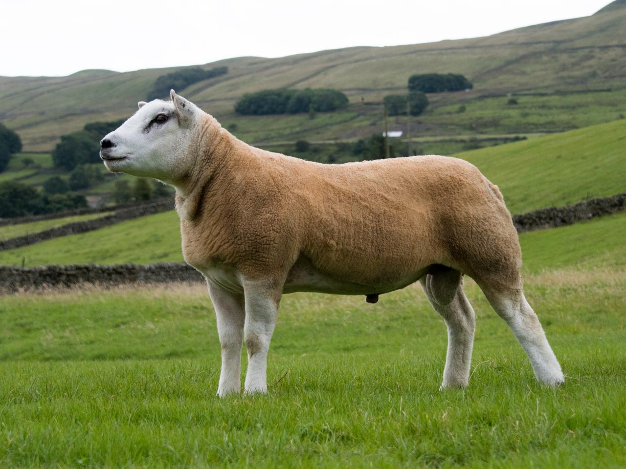 オランダ原産種を改良したテクセル種の羊。