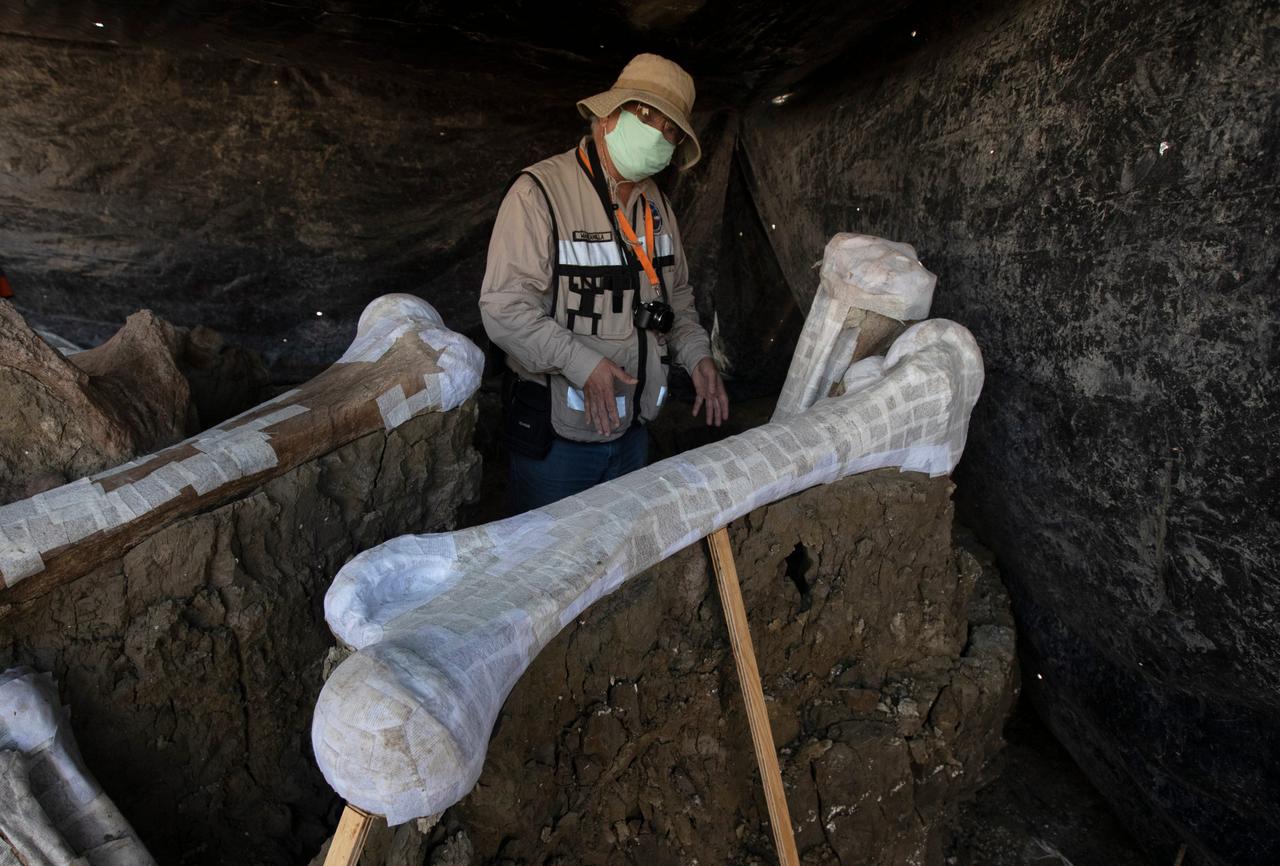 9月3日、メキシコシティの新空港建設現場で発見されたマンモスの骨格を示す国立人類学歴史研究所のルベン・マンザニア・ロペス。