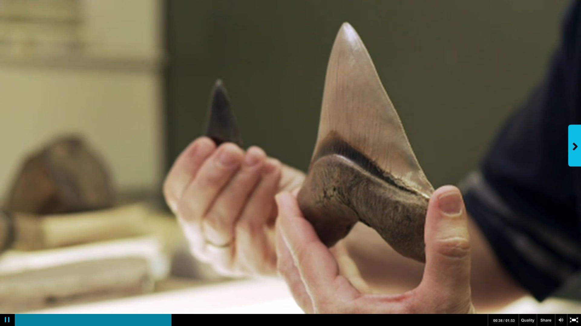 古代の巨大サメ、メガロドンのサイズが判明…頭部だけで自動車並み、背