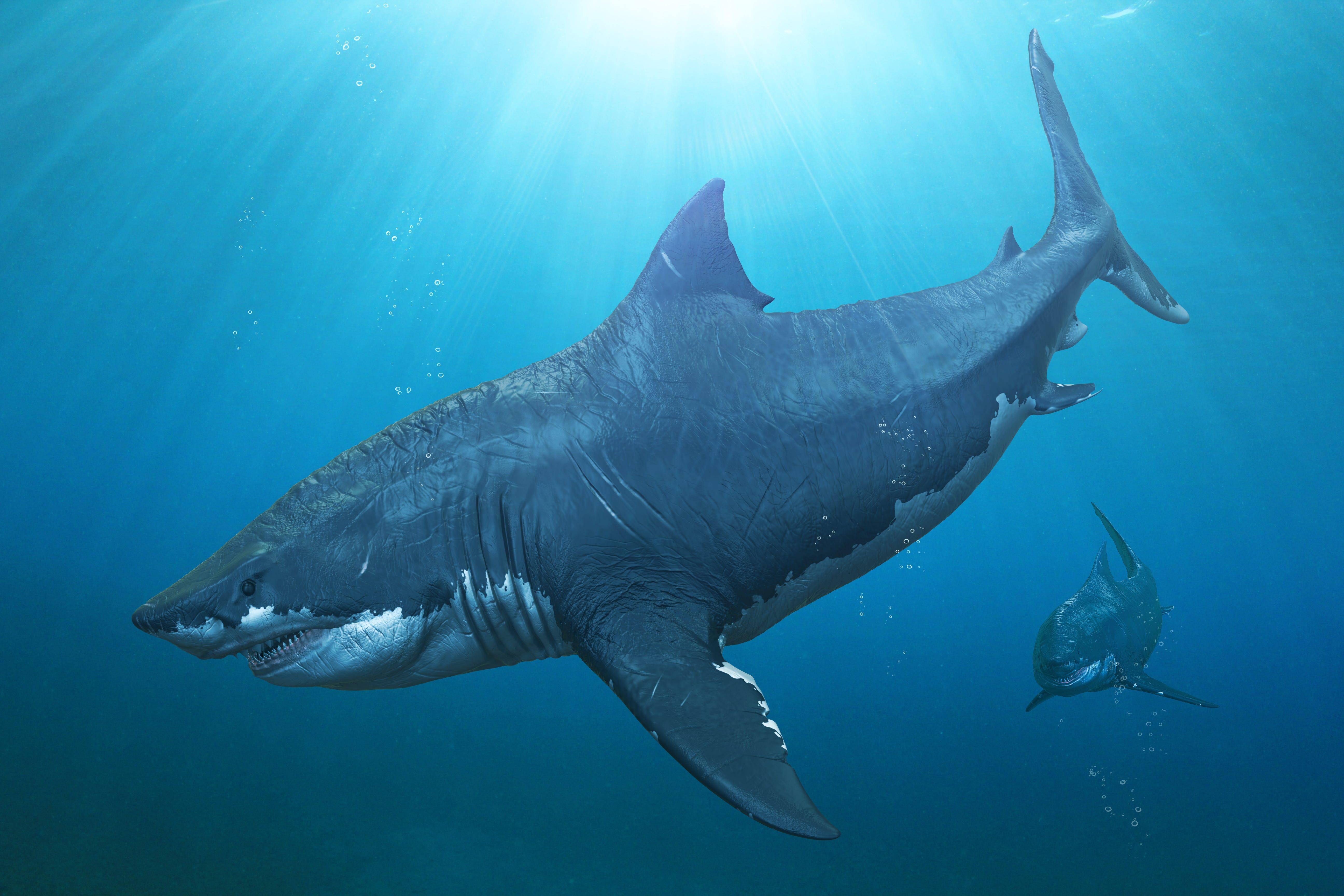 古代の巨大サメ、メガロドンのサイズが判明…頭部だけで自動車並み、背