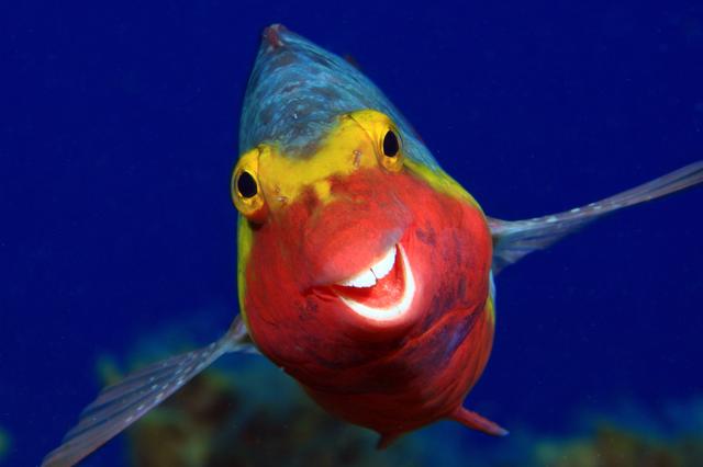 おかしな動物たち 写真コンテスト 優秀作品42点を紹介しよう Business Insider Japan おかしな動物たち 写真コンテスト 優秀作品42点を紹介しよう Business Insider Japan