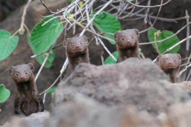 おかしな動物たち 写真コンテスト 優秀作品42点を紹介しよう Business Insider Japan